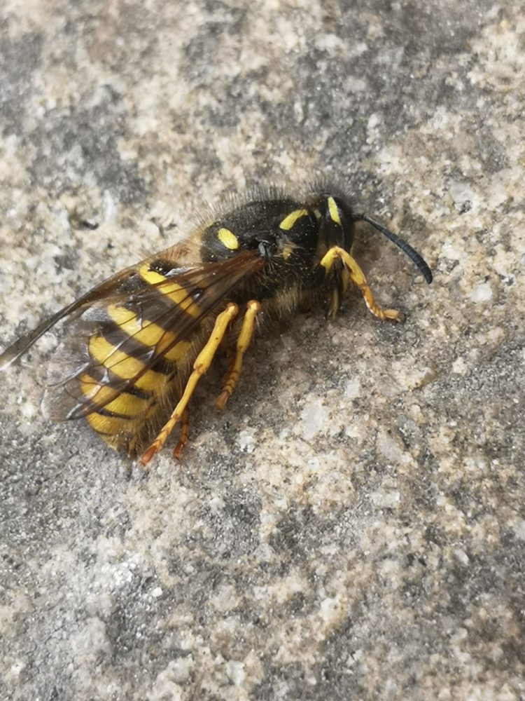 Wasp FAQs UK