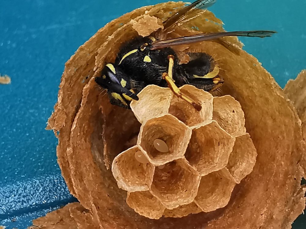 Wasp nest removal