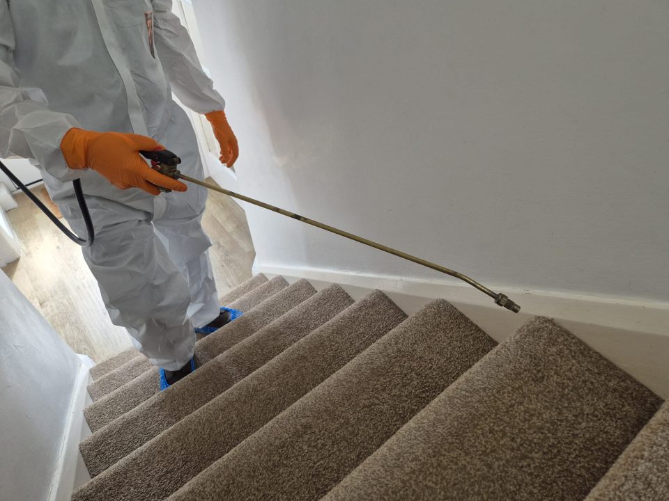How much does Flea pest control cost