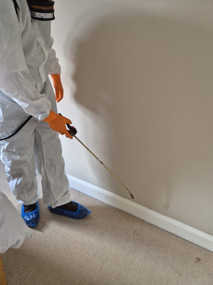 Flea Control Near Me