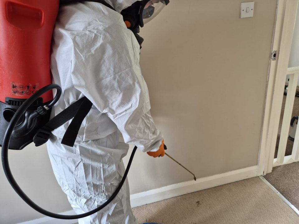 How Do You Get Rid of Fleas in Your House Fast?