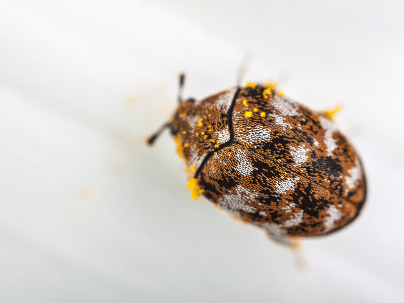 Adult carpet beetle