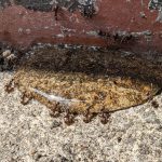 Ant Treatment