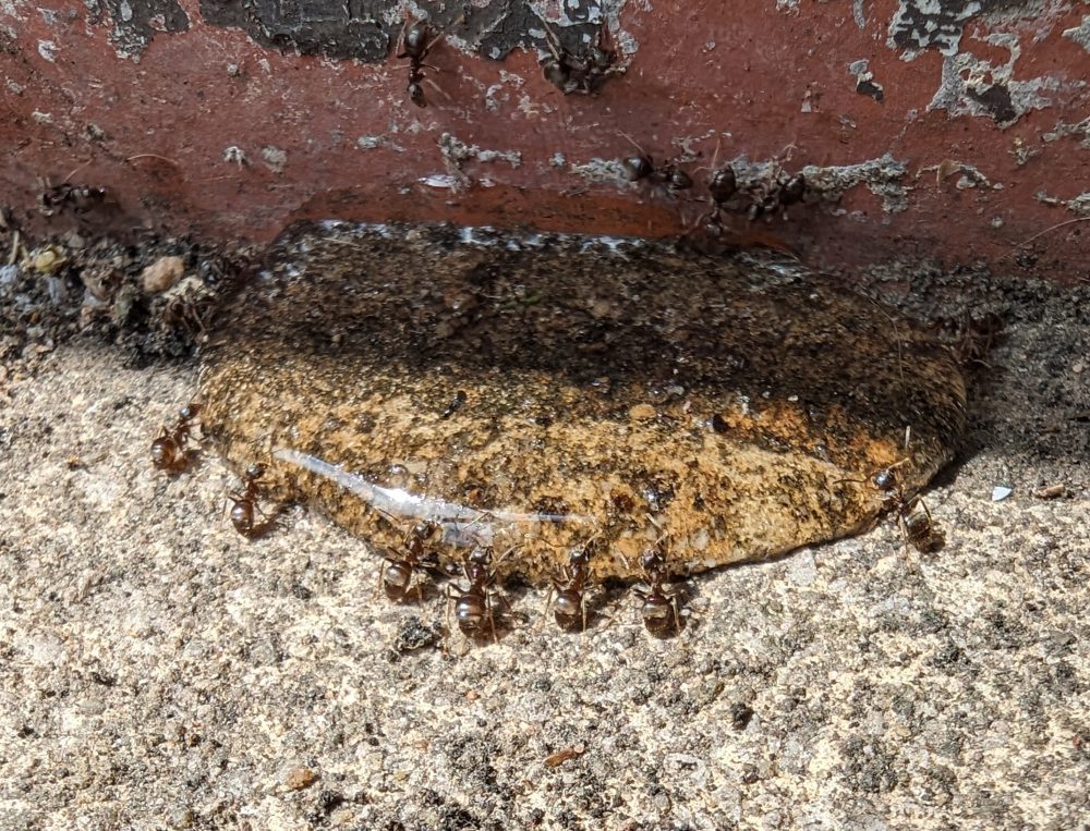 Ant Treatment