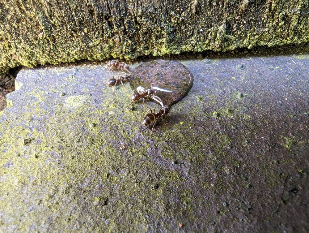 Ant Extermination