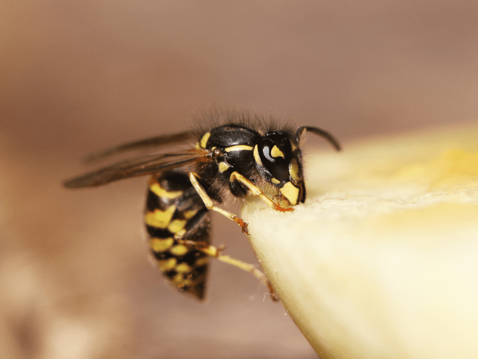 wasp eating food