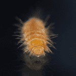 Carpet beetle larvae black background