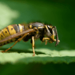 Bee Or Wasp