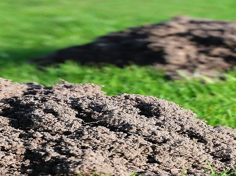 Mole hills on lawn
