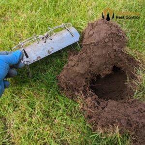 A professional, mole tunnel trap being correctly set and sited in a mole tunnel in a garden in Whalley, Clitheroe. The trap is being set by Kane Wallace, owner of Wallace Pest Control and Guild Of British Mole Catchers qualified. These traps are non-toxic and safe pet friendly.