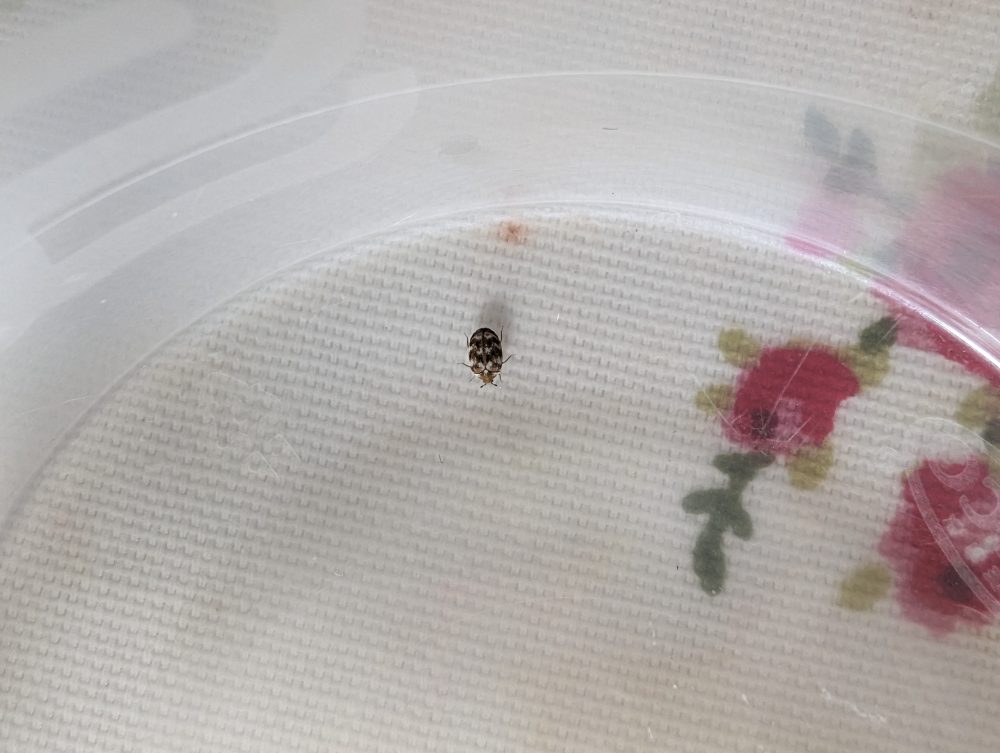 Pest Survey