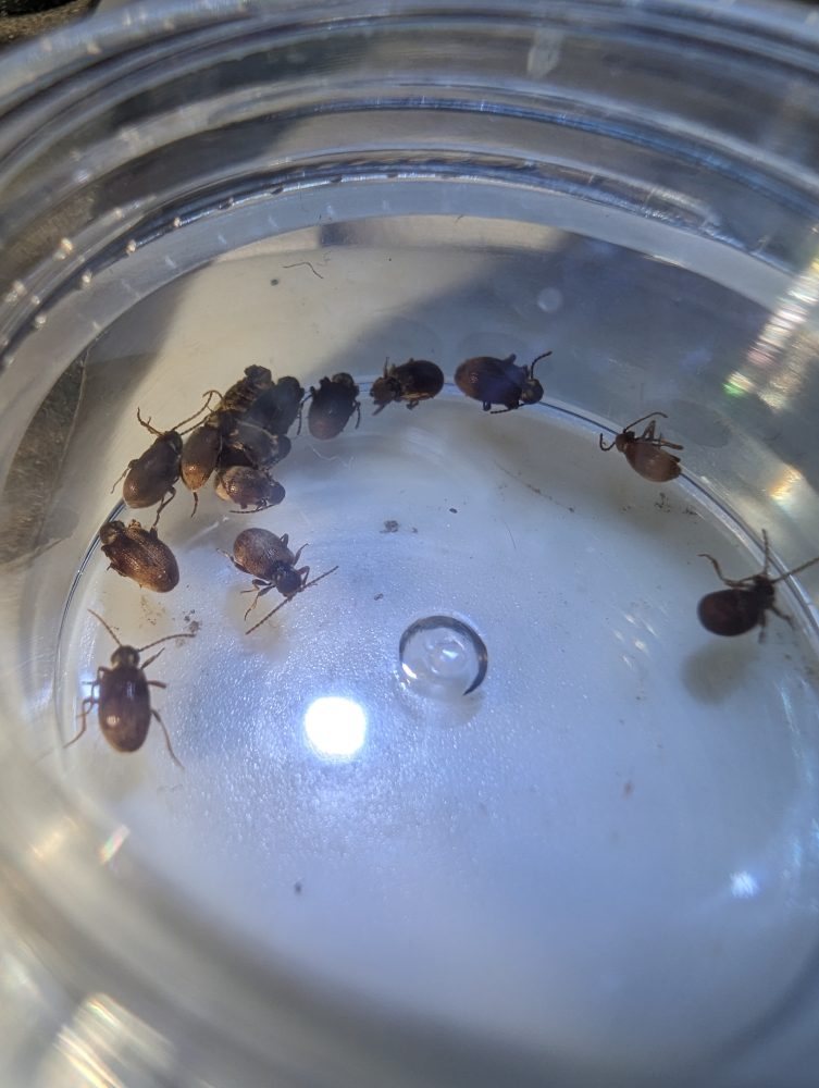 Pest Survey - insect identification