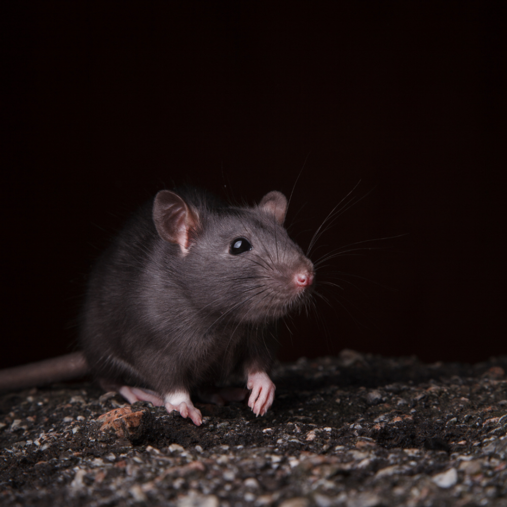 black rat