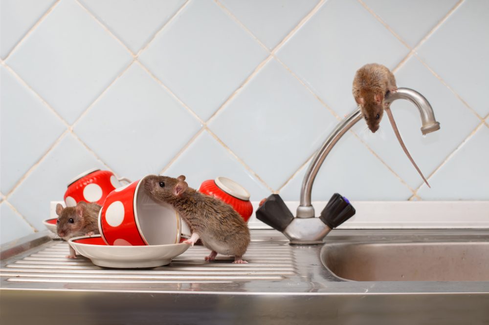 rats on kitchen sink