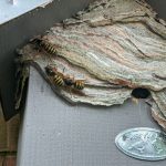How much does it cost to get rid of wasp