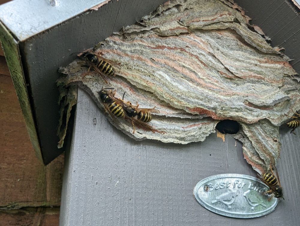 How much does it cost to get rid of wasp